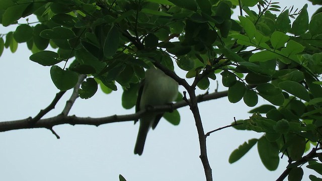 Alder Flycatcher - ML615431205