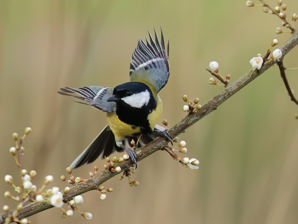 Great Tit - Albert Noorlander