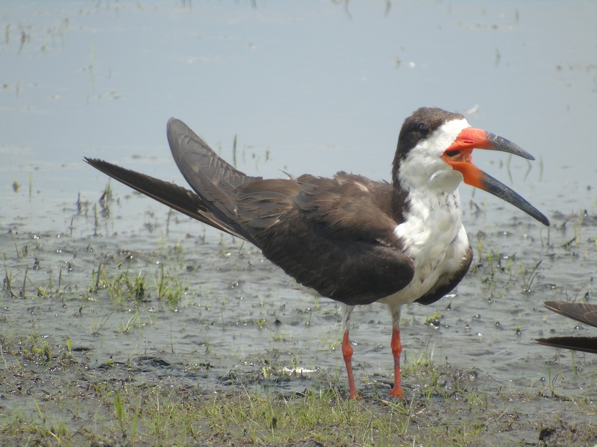 Black Skimmer - Yanira Cifuentes Sarmiento