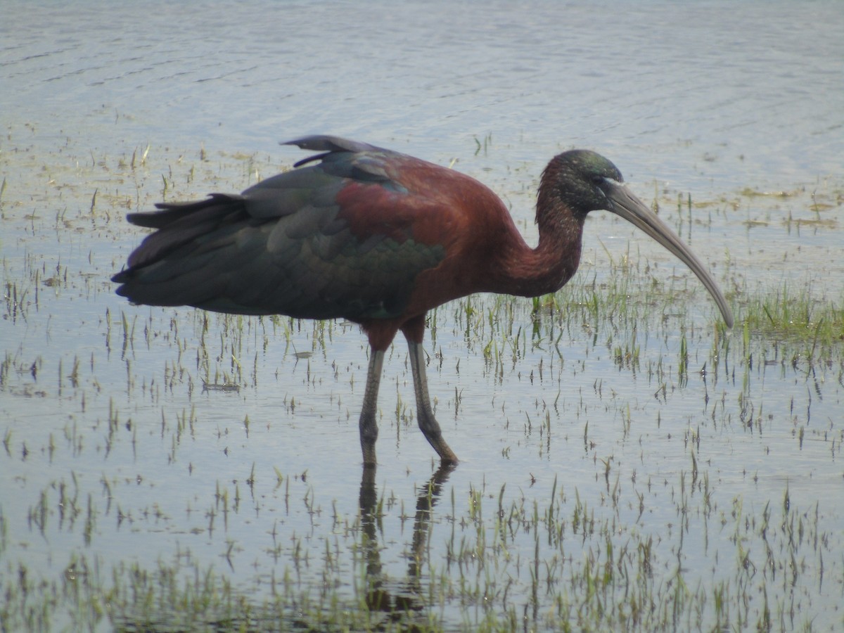 ibis hnědý - ML615431220