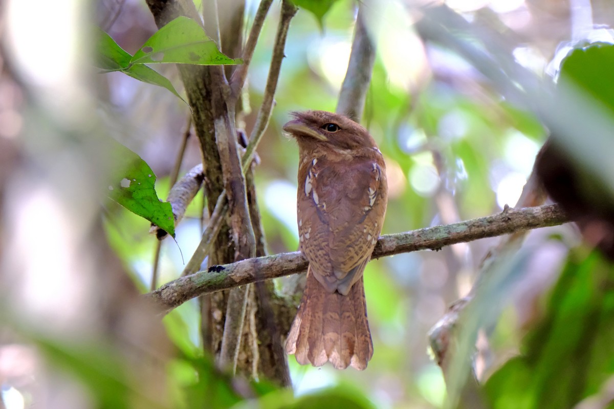 Gould's Frogmouth - I-Ju Chen