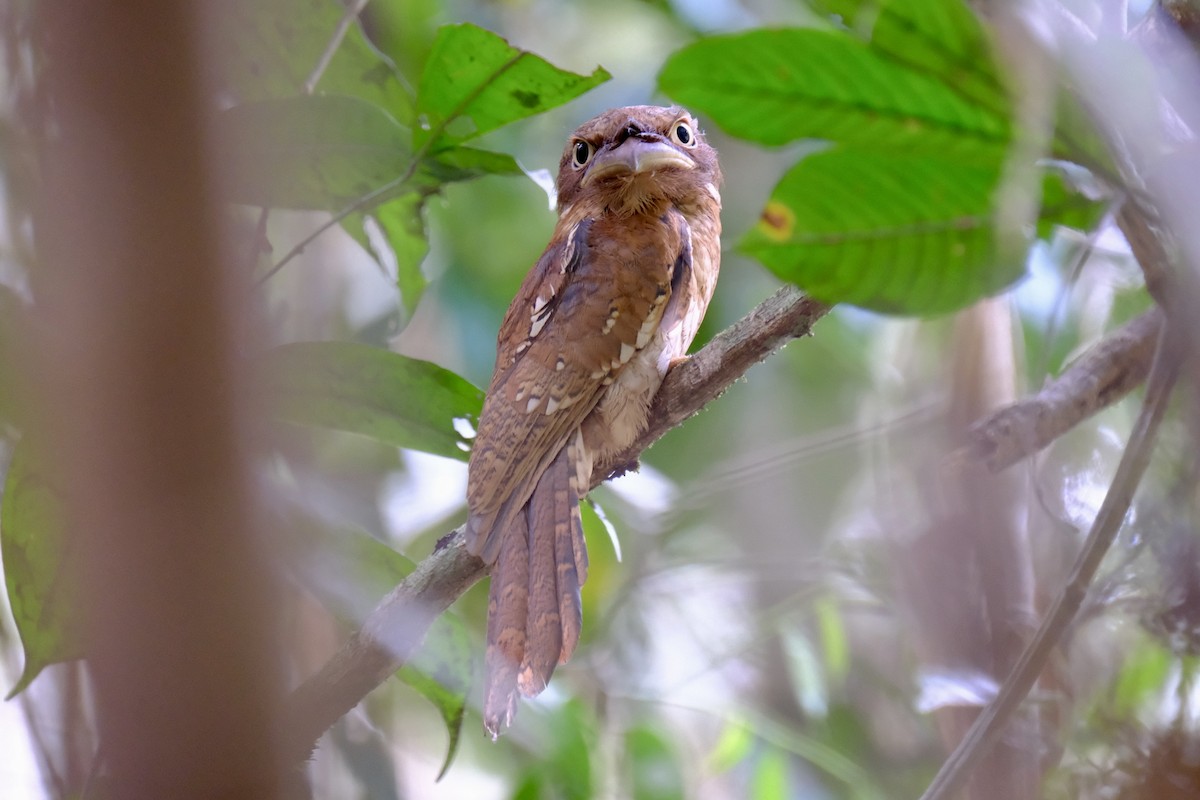 Gould's Frogmouth - I-Ju Chen