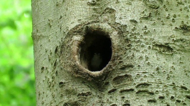 White-breasted Nuthatch (Eastern) - ML615431236