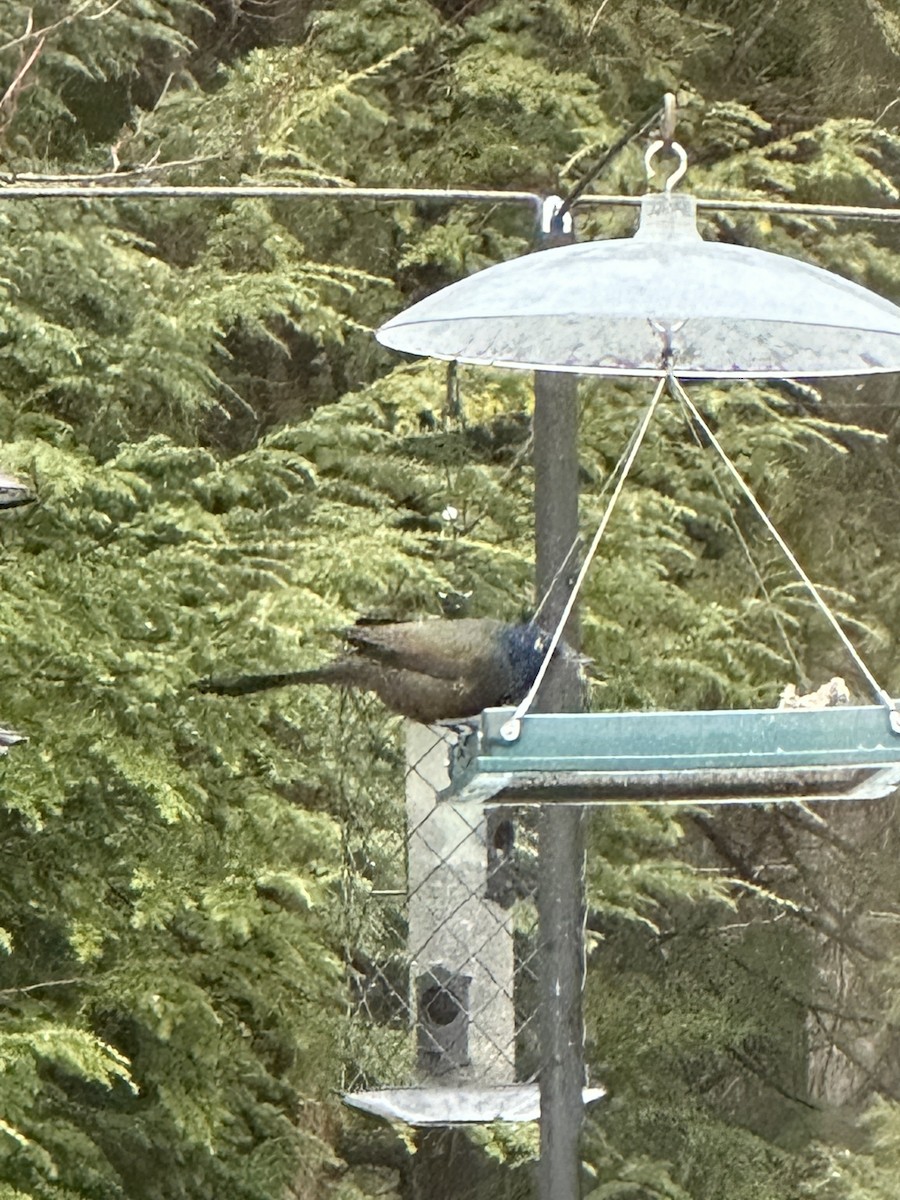 Common Grackle - Cat Graydon