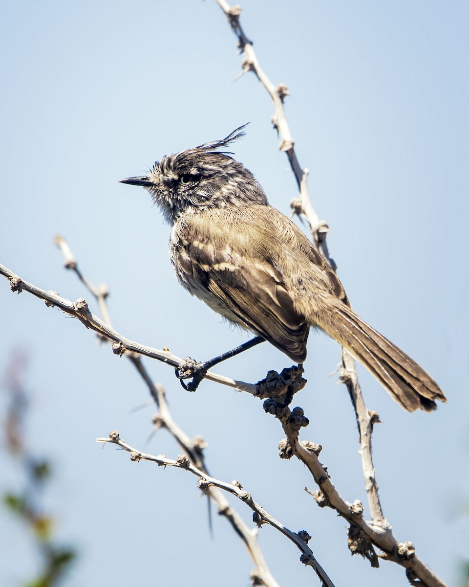 Tufted Tit-Tyrant - Graciela  Neira