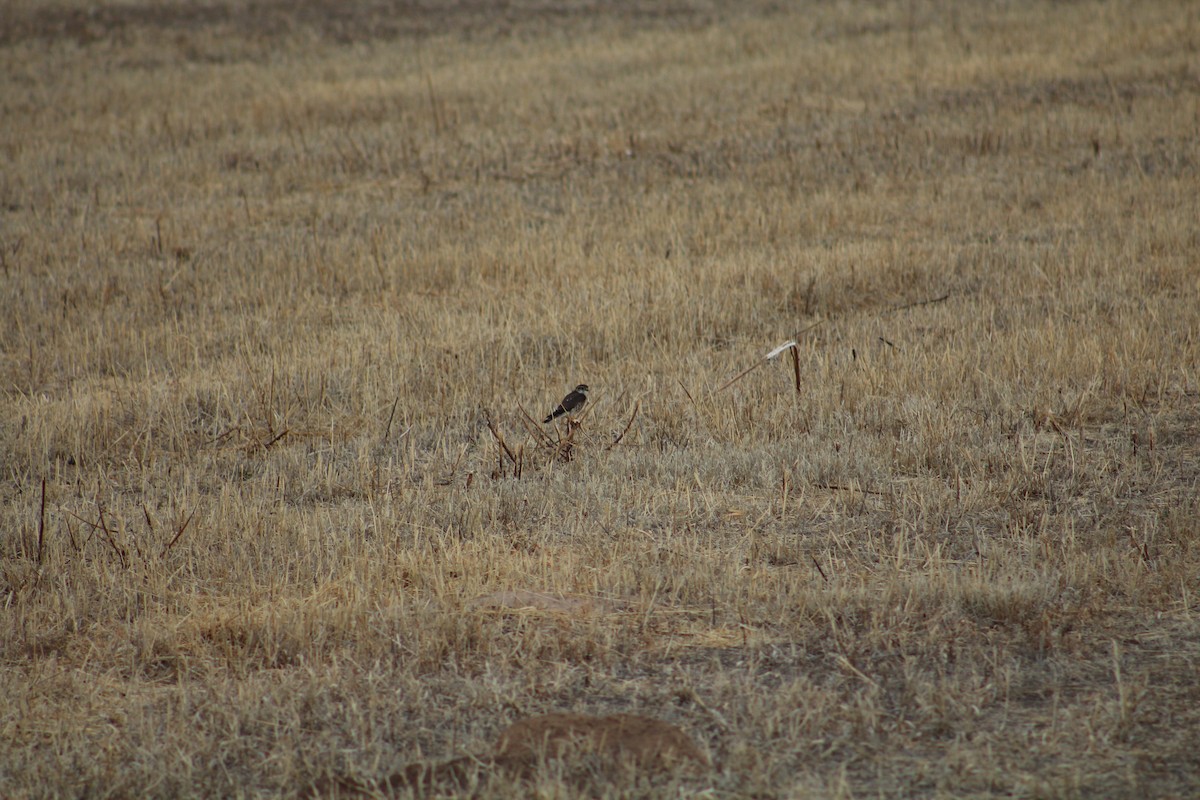 American Kestrel - ML615431325