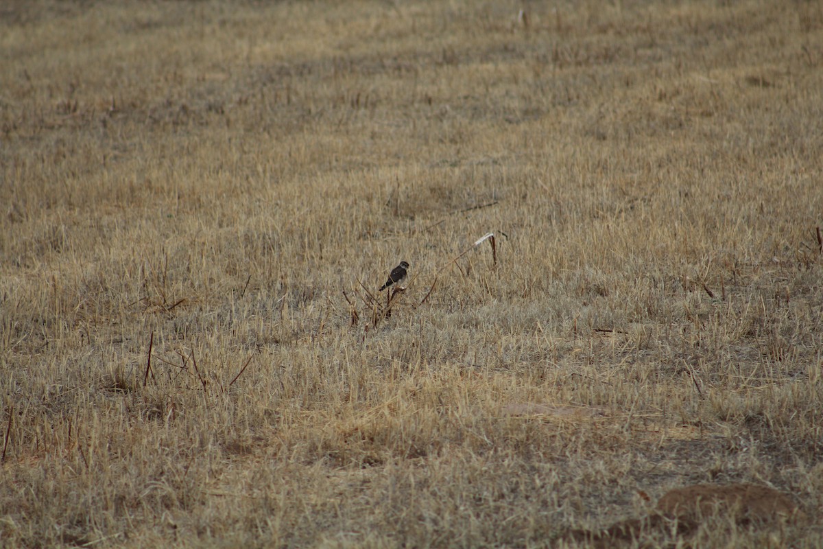 American Kestrel - ML615431328