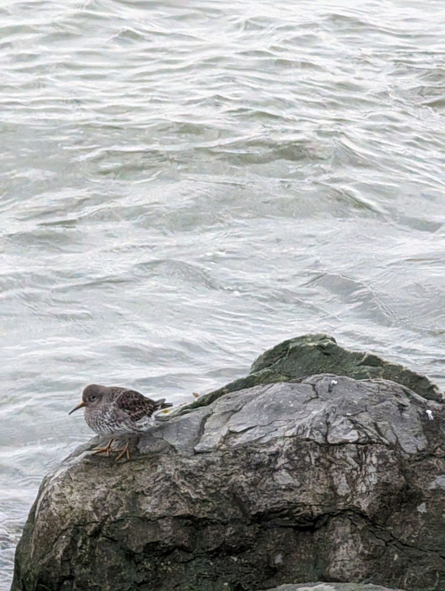 Purple Sandpiper - ML615431375