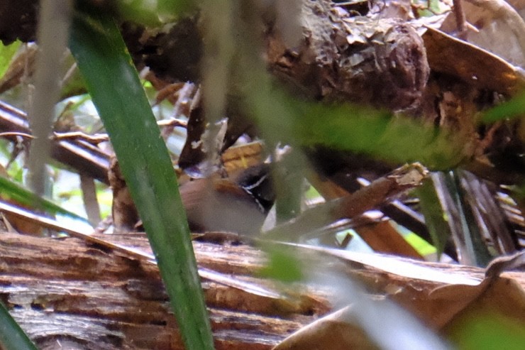 White-necked Babbler - ML615431393