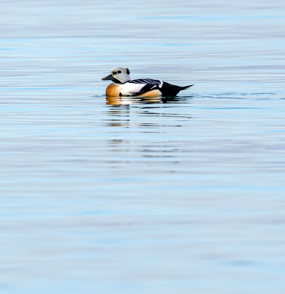 Steller's Eider - Lars Andersen