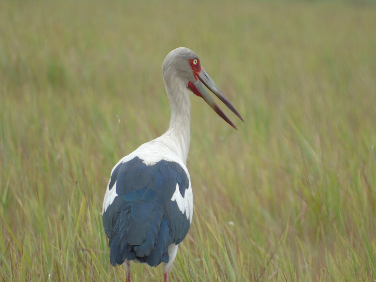 Maguari Stork - Yanira Cifuentes Sarmiento