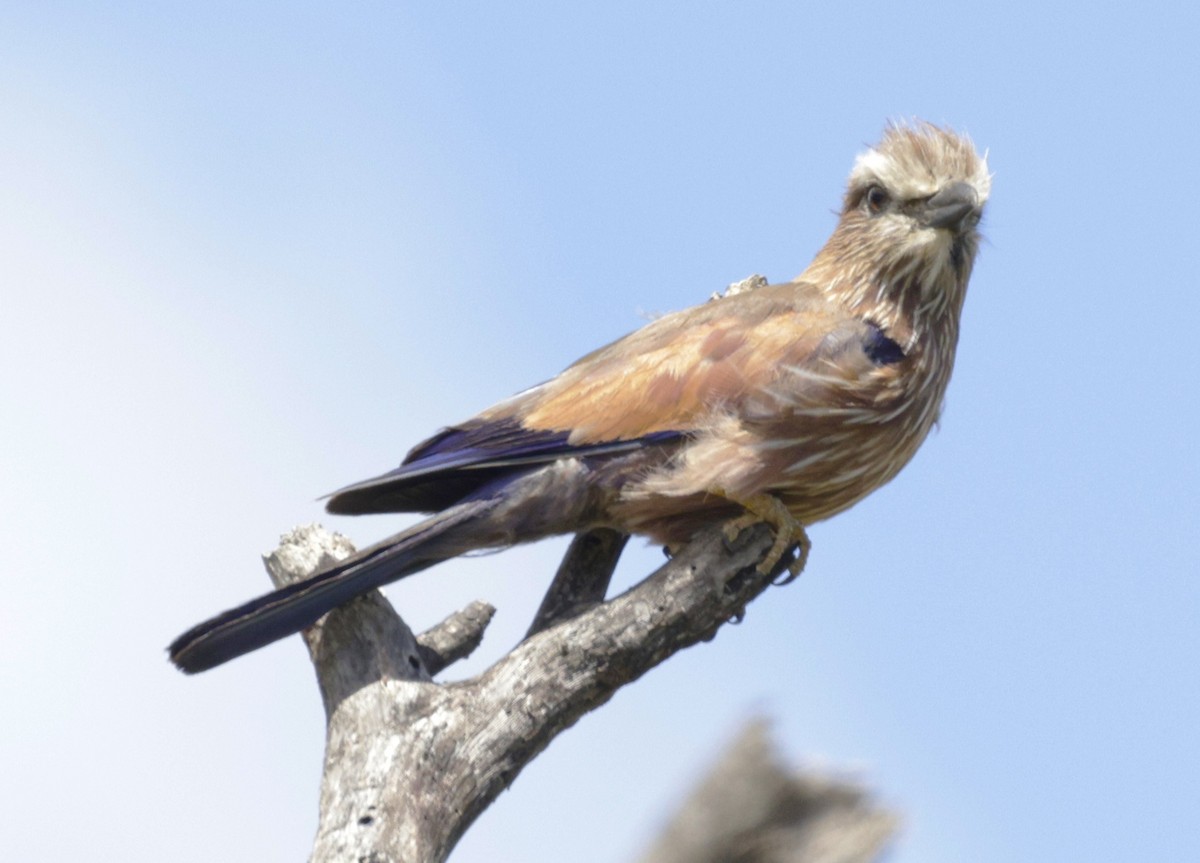 Rufous-crowned Roller - ML615431503