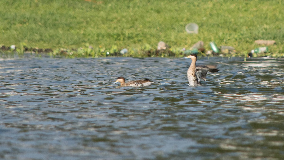 Silver Teal - Priscila Couto