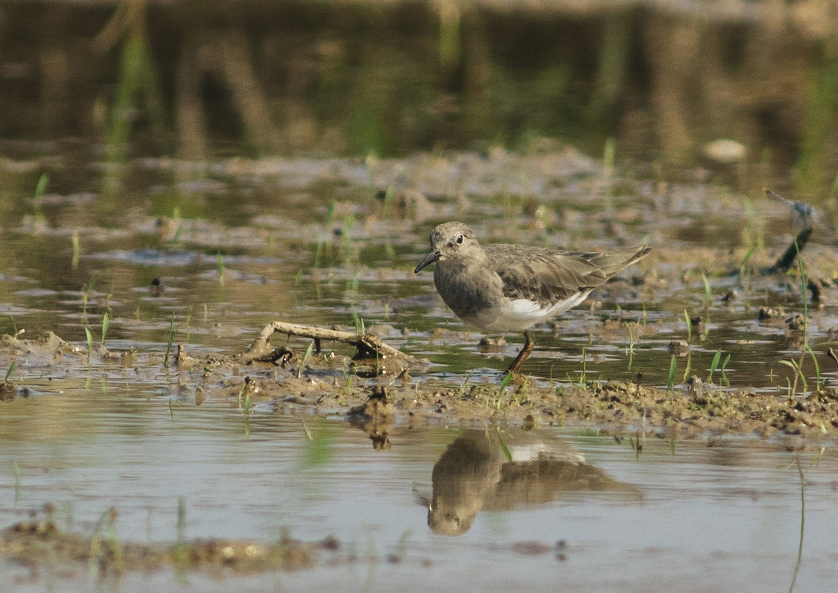 Temminck's Stint - ML615431525