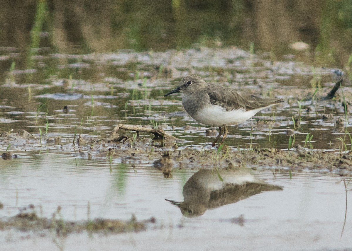 Temminck's Stint - ML615431528