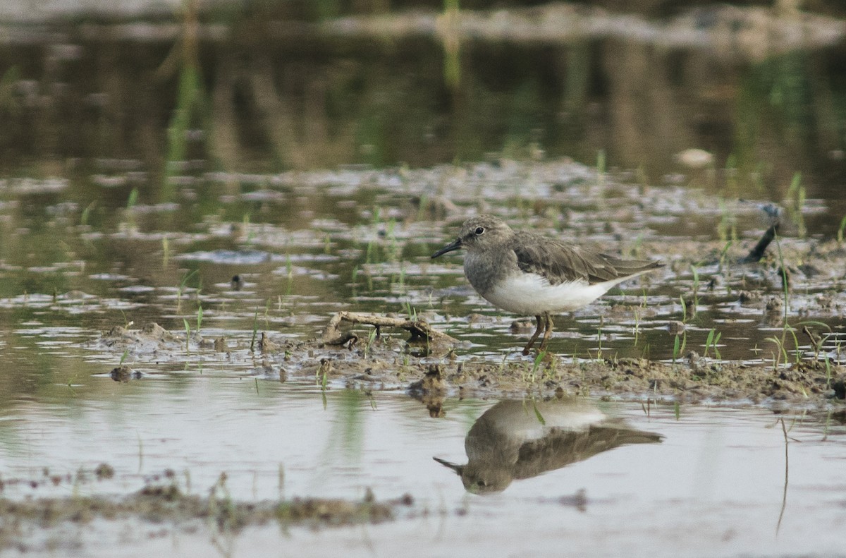 Temminck's Stint - ML615431529