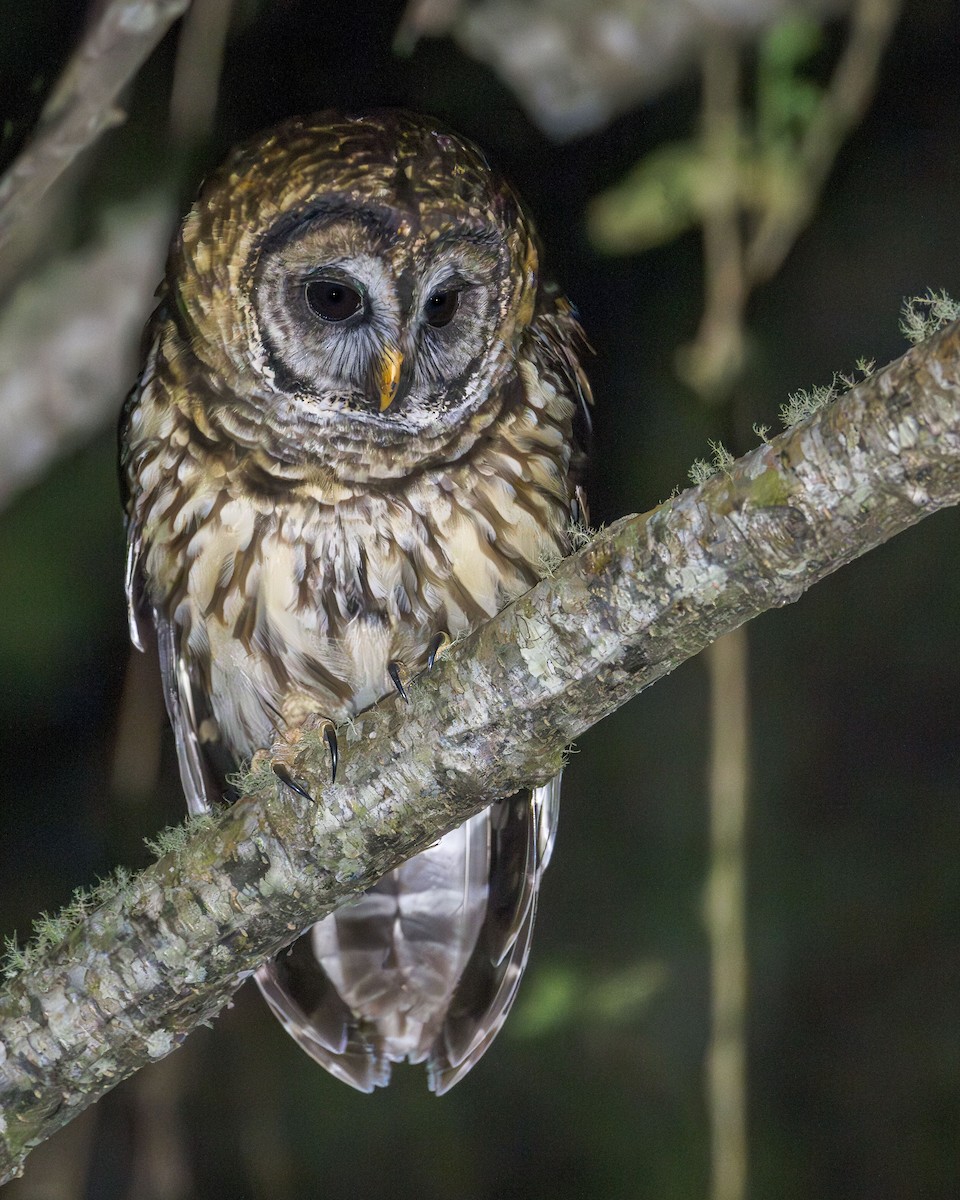 Fulvous Owl - ML615431530