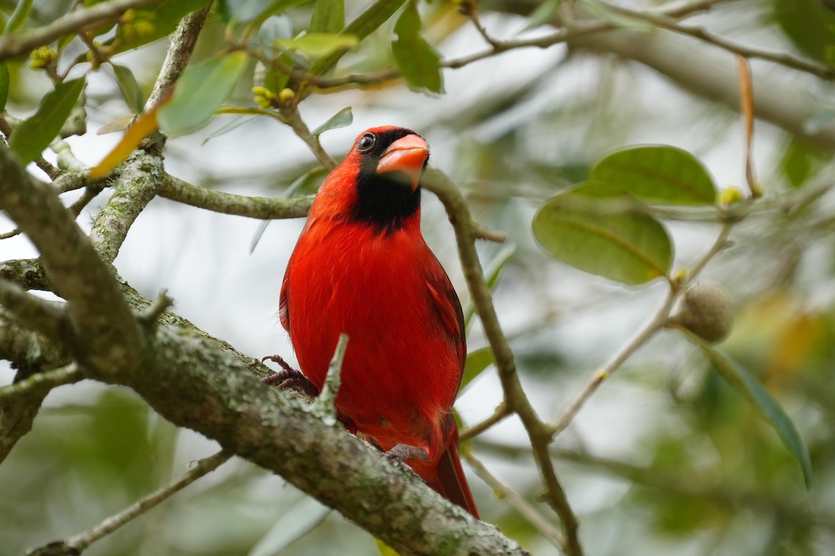 Northern Cardinal - ML615431532