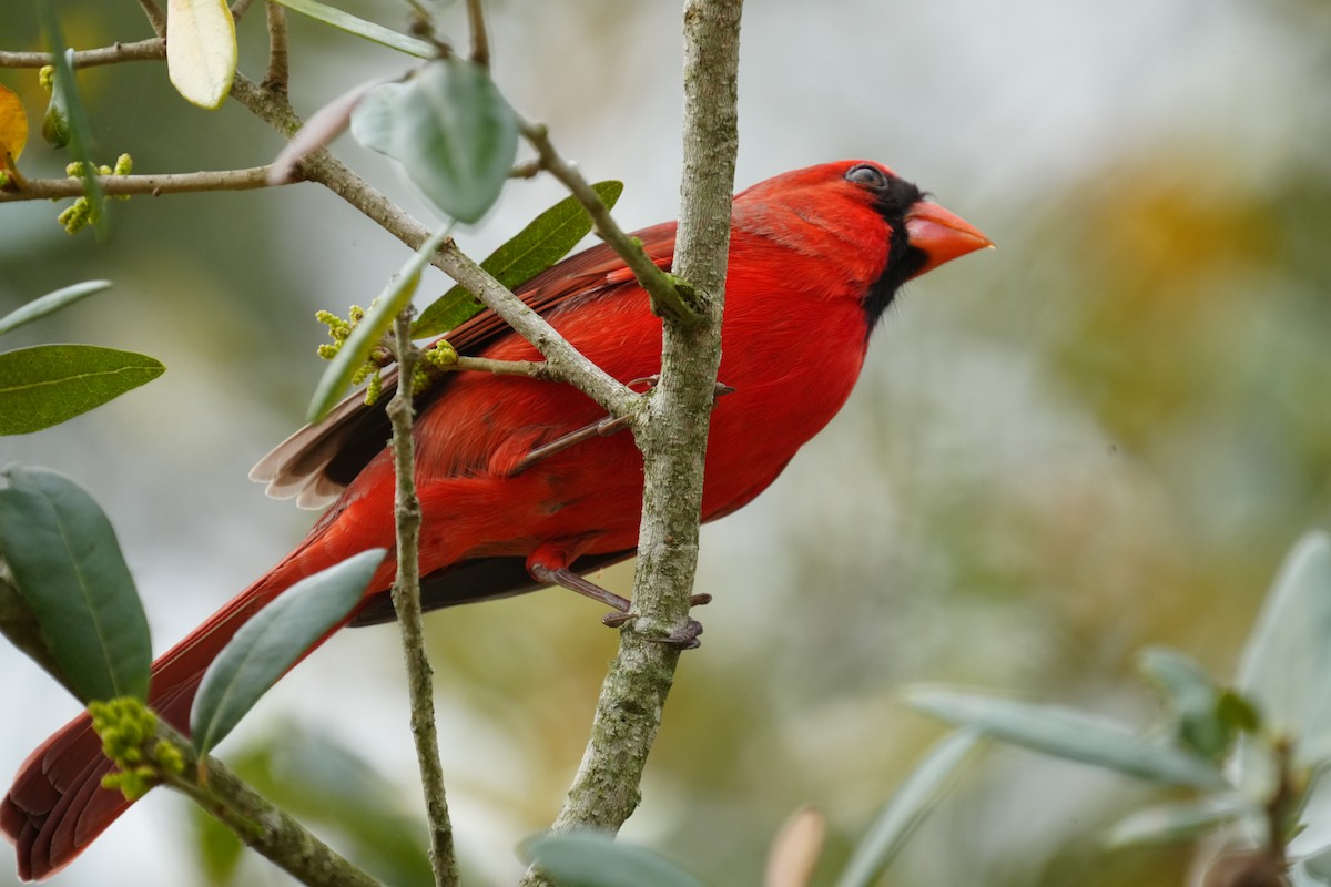 Northern Cardinal - ML615431533