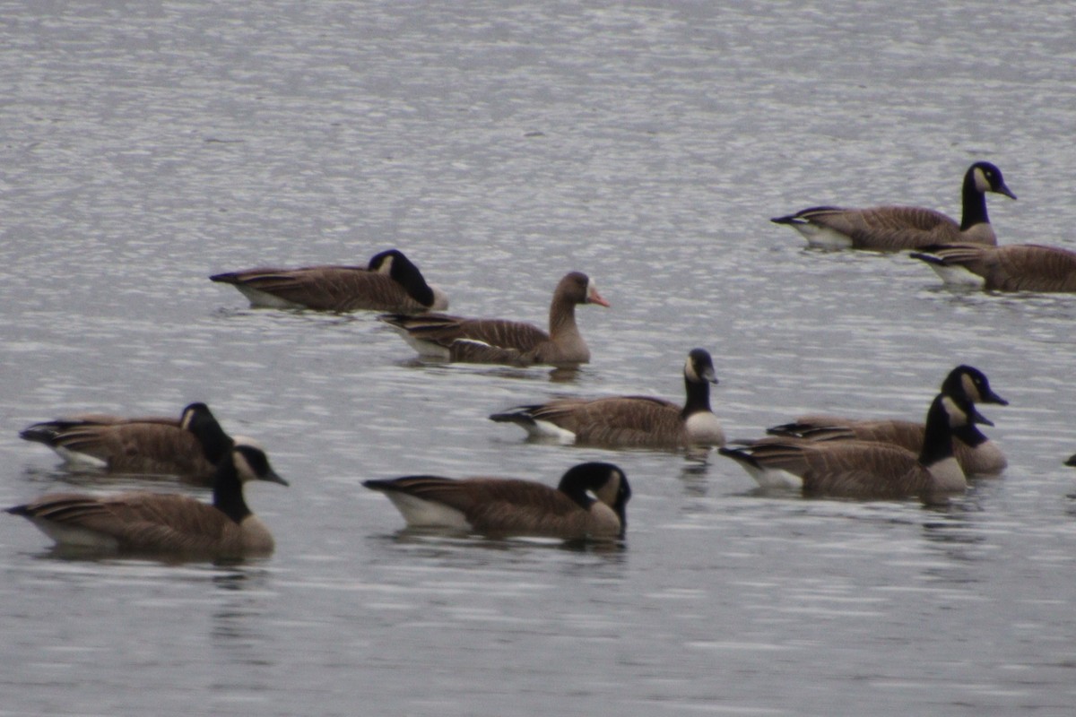 Greater White-fronted Goose - Keith Roath