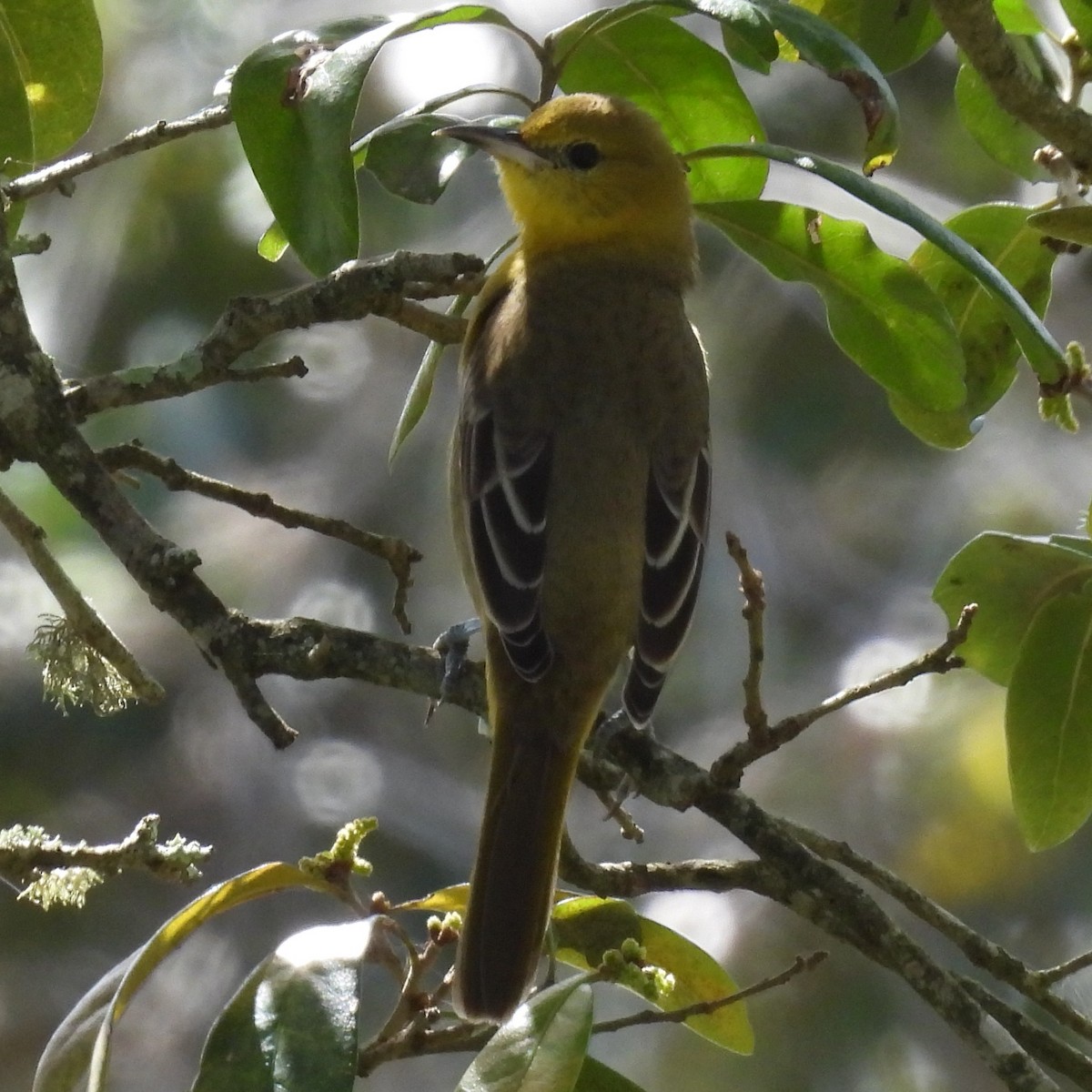 Hooded Oriole - ML615431550