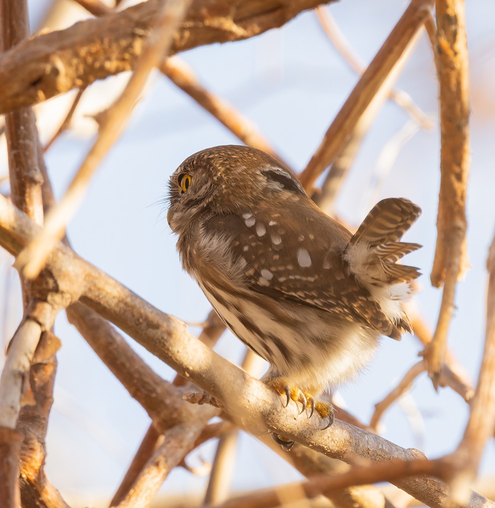 Ferruginous Pygmy-Owl - manuel grosselet