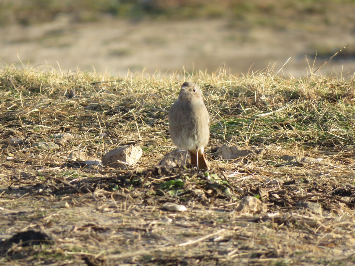 Black Redstart - David Foster