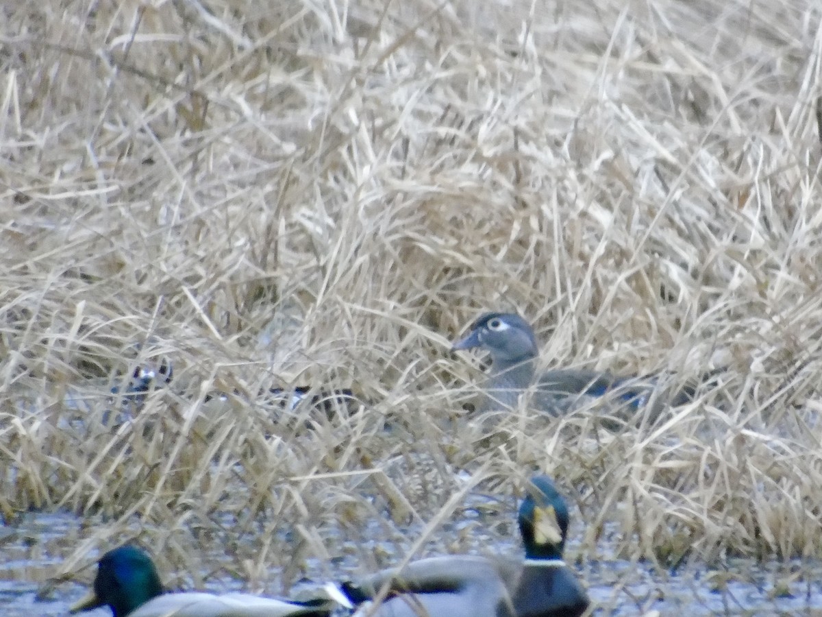 Wood Duck - ML615431622