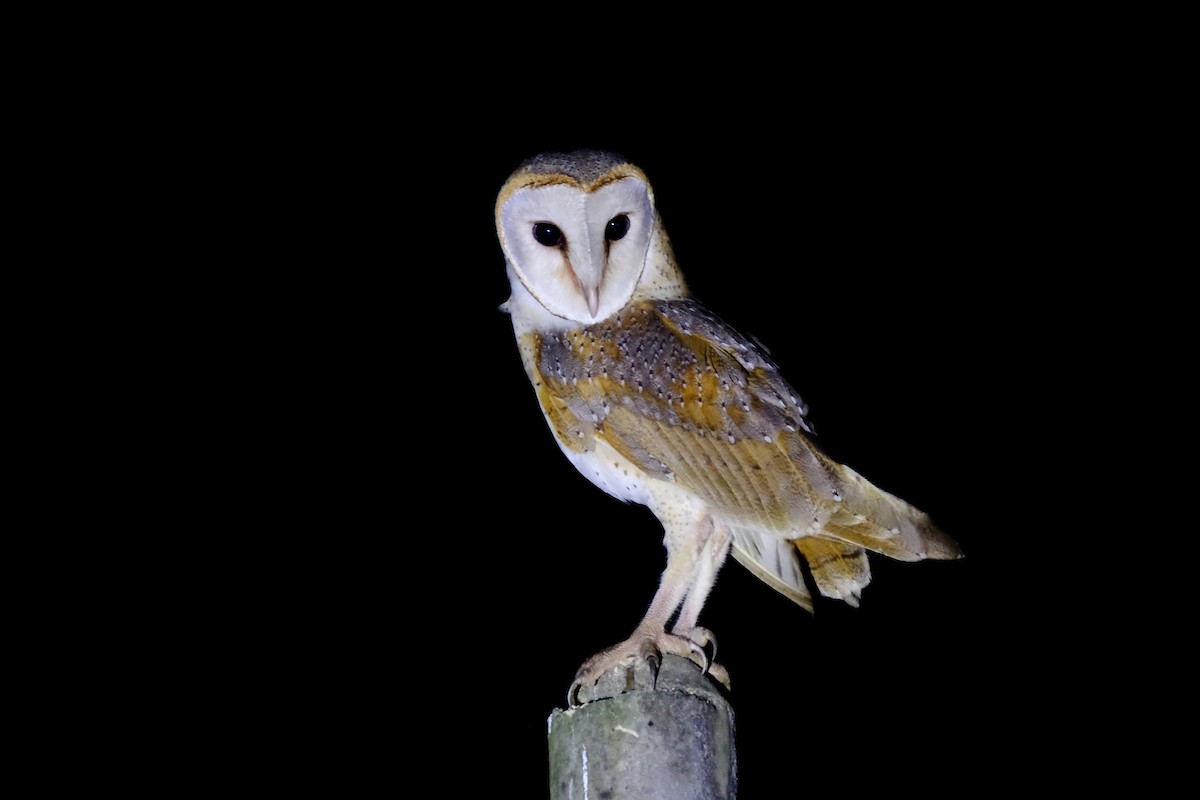 Barn Owl - ML615431667