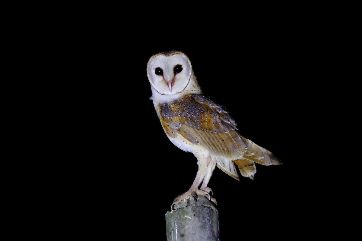Barn Owl - ML615431668