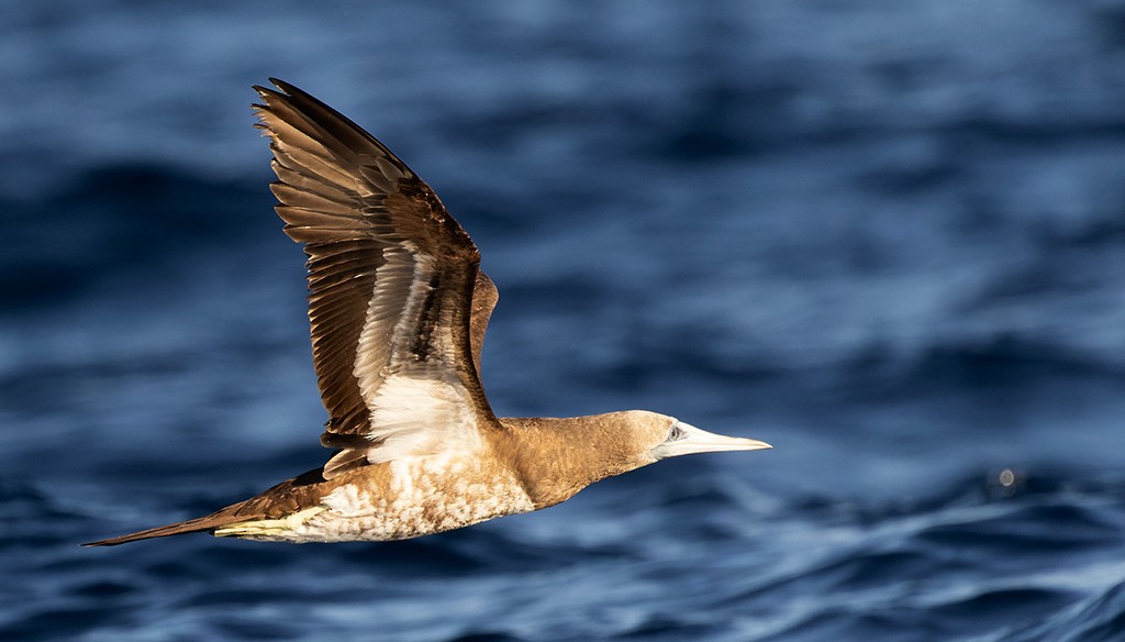 Brown Booby (Brewster's) - ML615431693