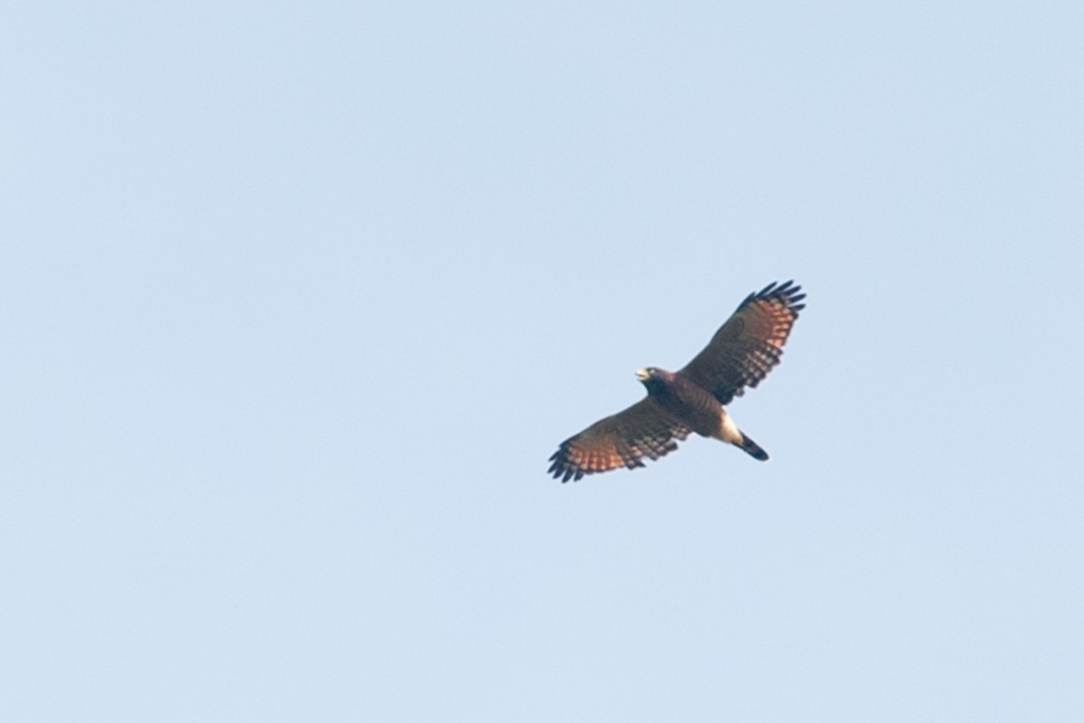 Roadside Hawk - ML615431758