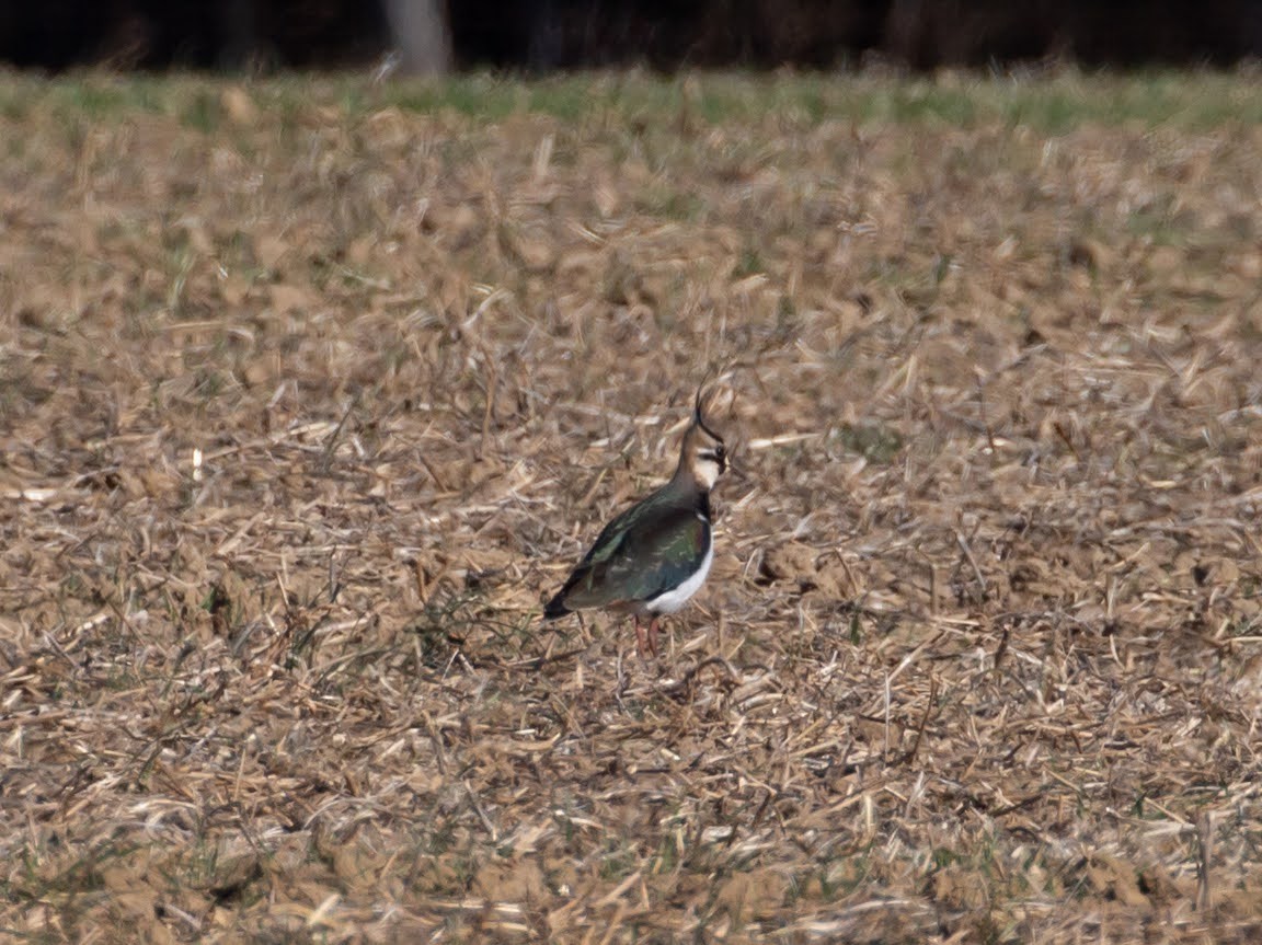 Northern Lapwing - ML615431850