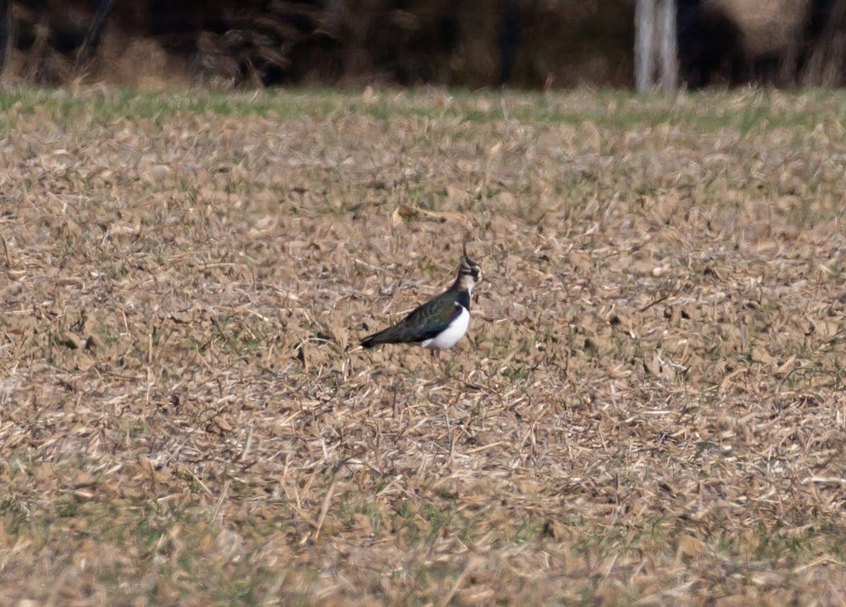 Northern Lapwing - Paul Mandala