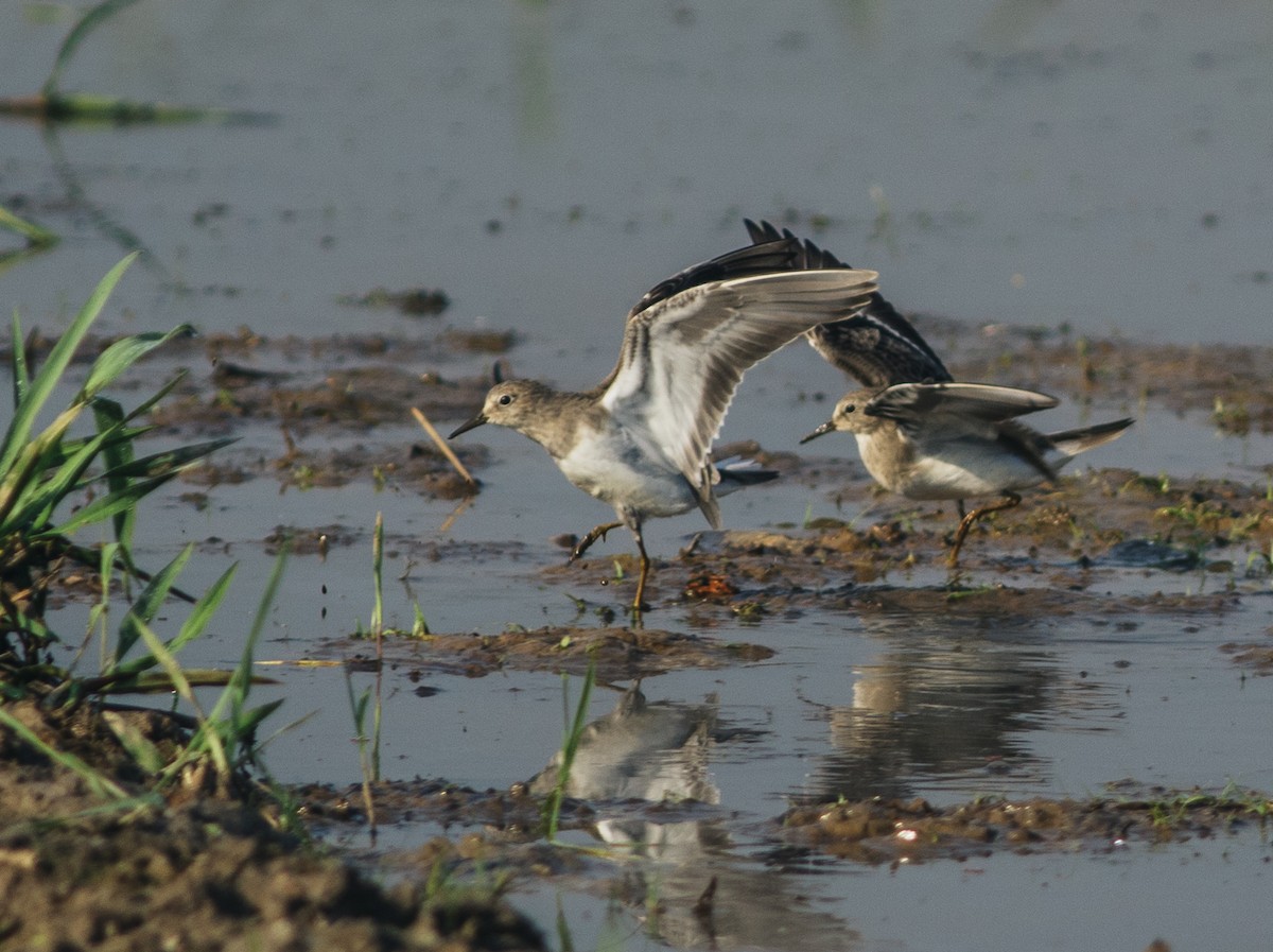 temmincksnipe - ML615431867