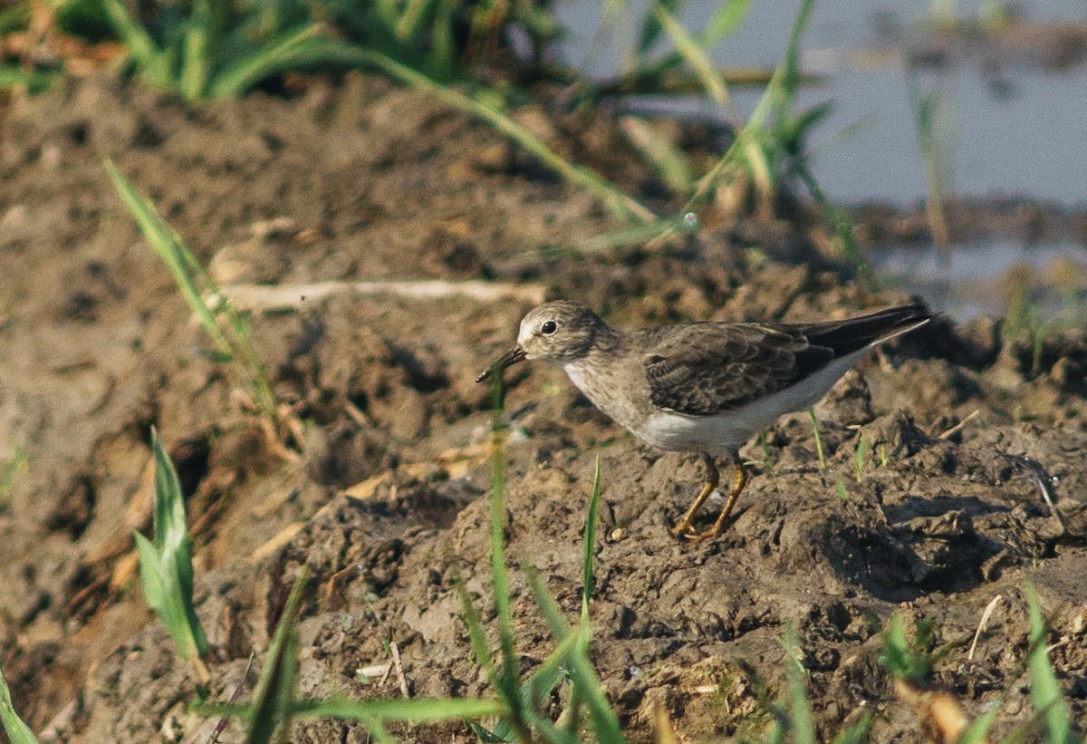 Temminck's Stint - ML615431868