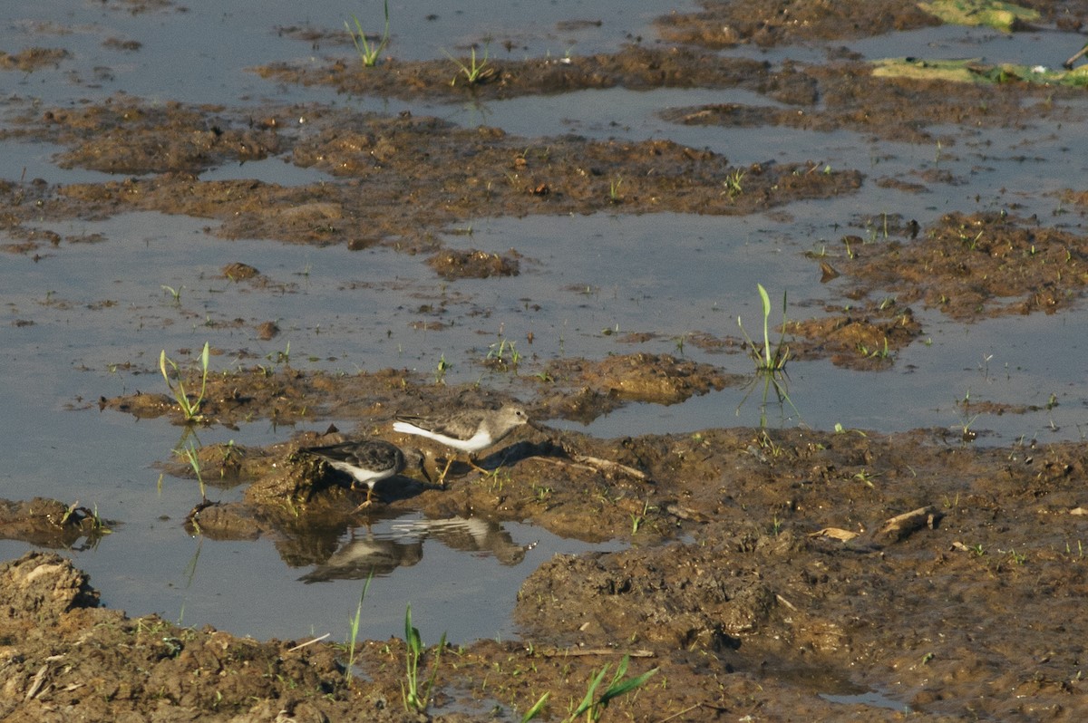 Temminck's Stint - ML615431869