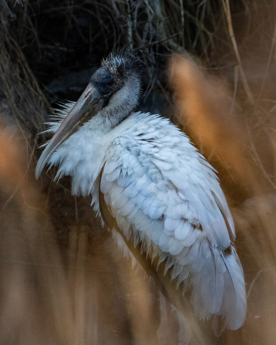 Wood Stork - ML615431925