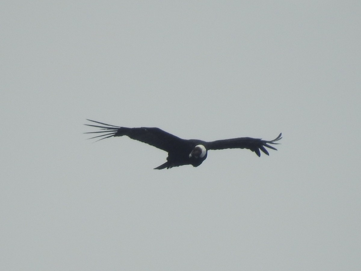 Andean Condor - ML615432004