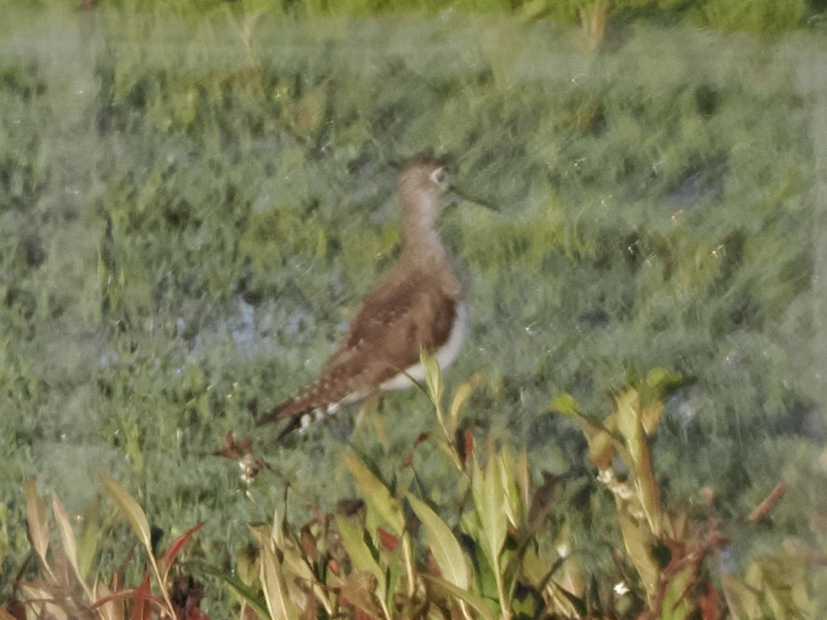 Solitary Sandpiper - ML615432041