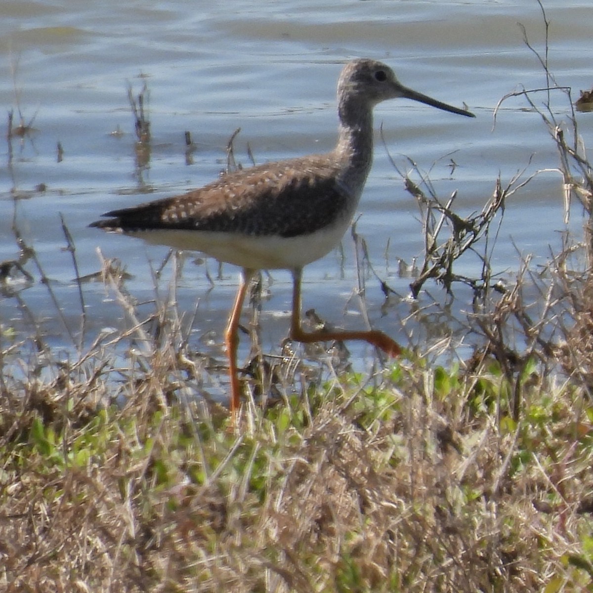 Greater Yellowlegs - ML615432066