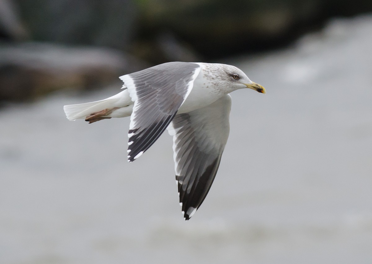 Lesser Black-backed Gull - ML615432086