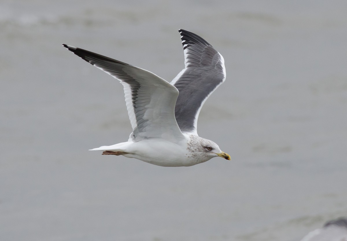 Lesser Black-backed Gull - ML615432087