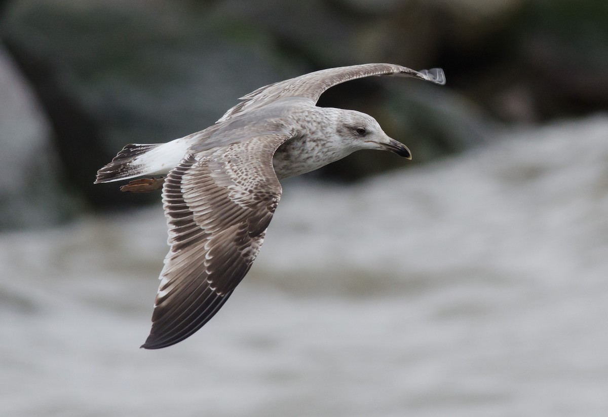 Lesser Black-backed Gull - ML615432091