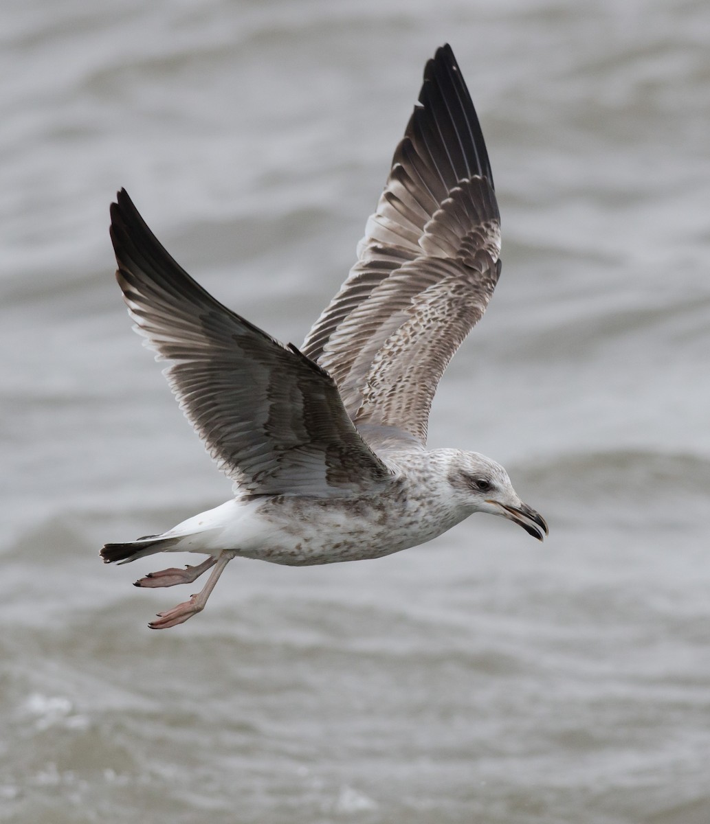 Lesser Black-backed Gull - ML615432092