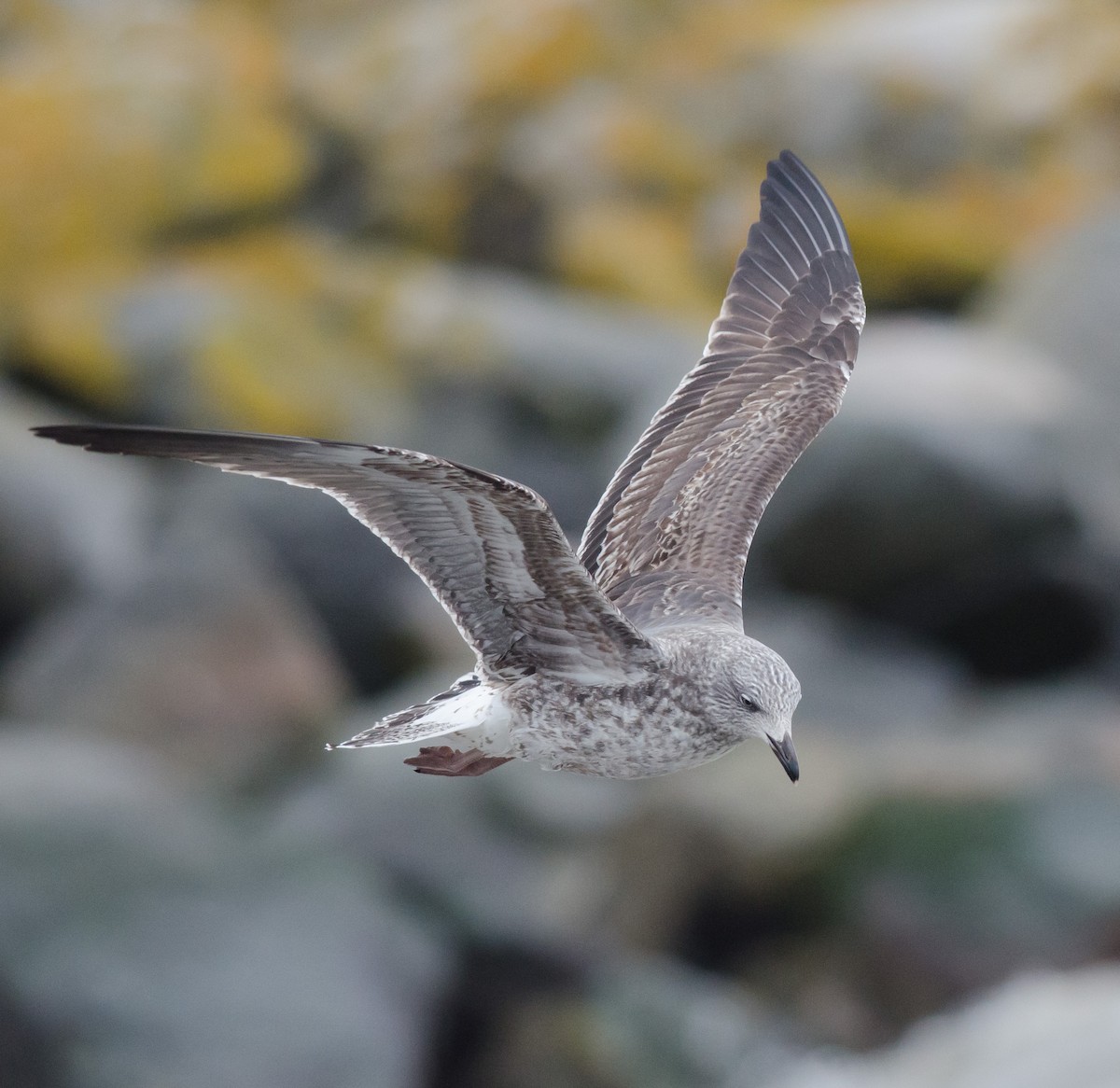 Lesser Black-backed Gull - ML615432093