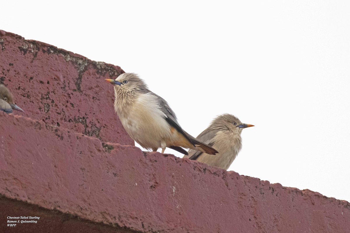 Chestnut-tailed Starling - ML615432118