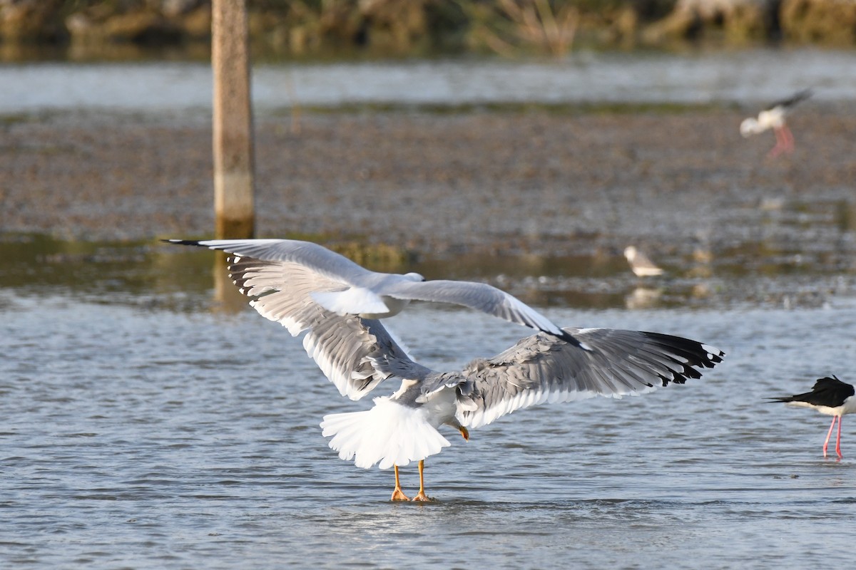 Lesser Black-backed Gull (Steppe) - Ravi Darshana