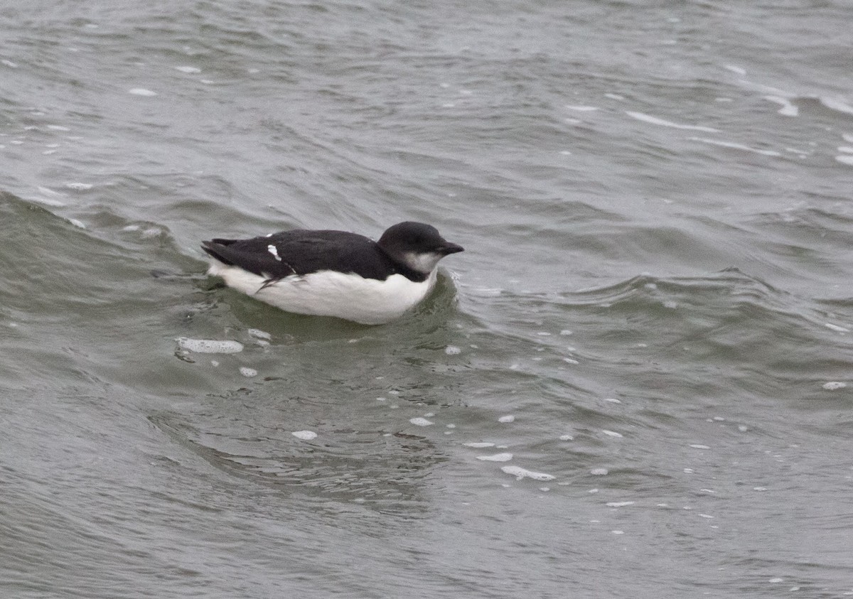 Thick-billed Murre - ML615432208