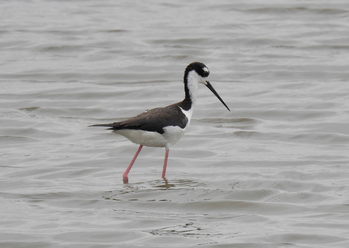 Black-necked Stilt - Van Remsen